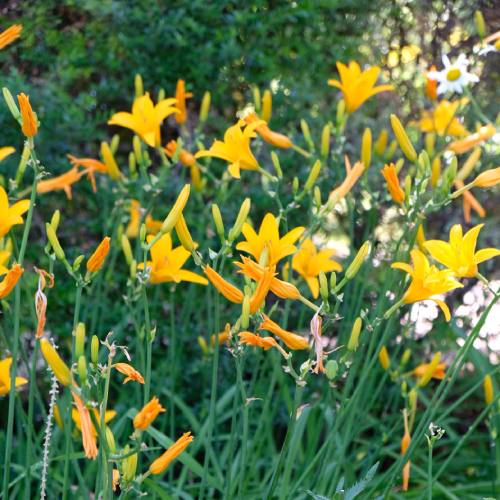 flores jardin botánico clases pintura madrid laveleta flores amarillas