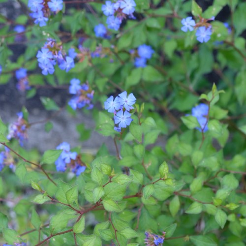 flores jardin botánico clases pintura madrid laveleta flores azules