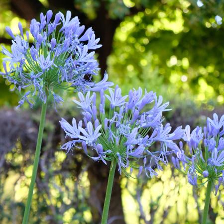 flores jardin botánico clases pintura madrid laveleta color lila