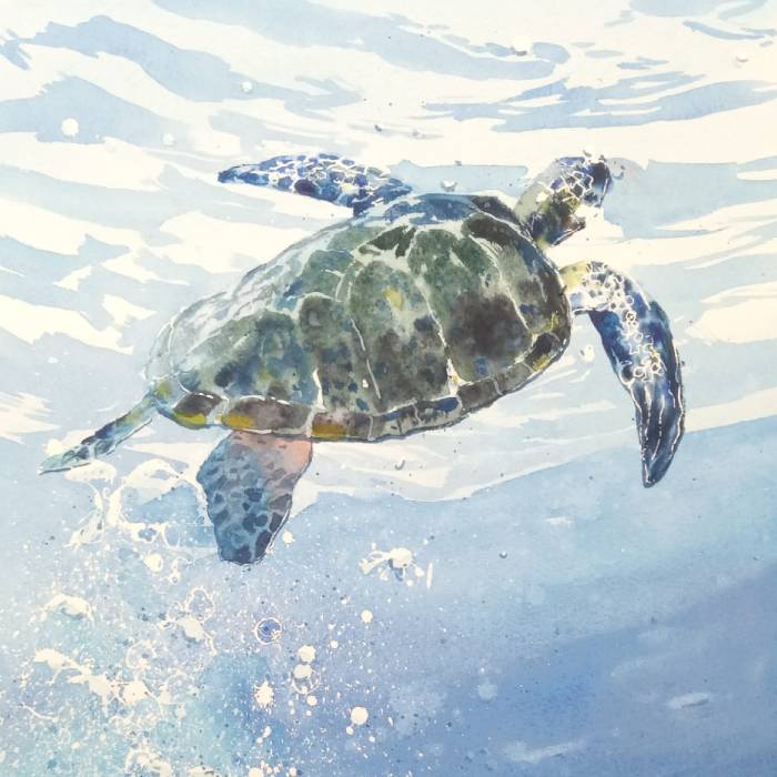 tortuga marina. taller acuarela madrid. clases pintura madrid